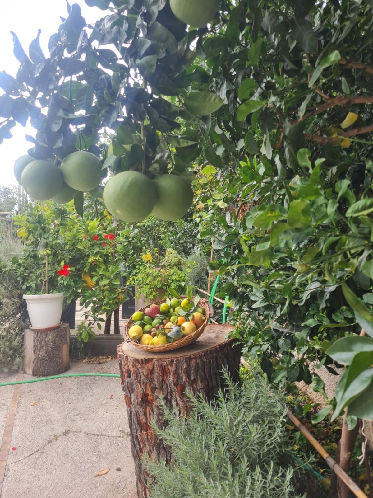 B&B Casa Vacanza Cioffi 维克艾库塞 外观 照片